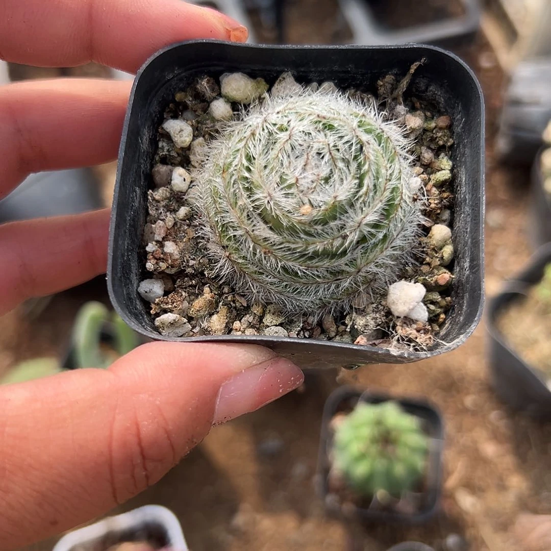 多肉植物月光宝盒