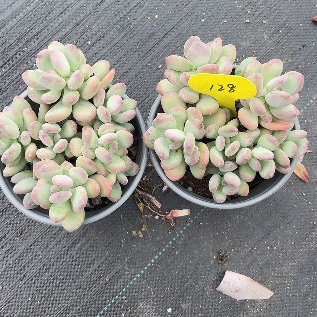 *****三日月美人两个清台子不包断枝128