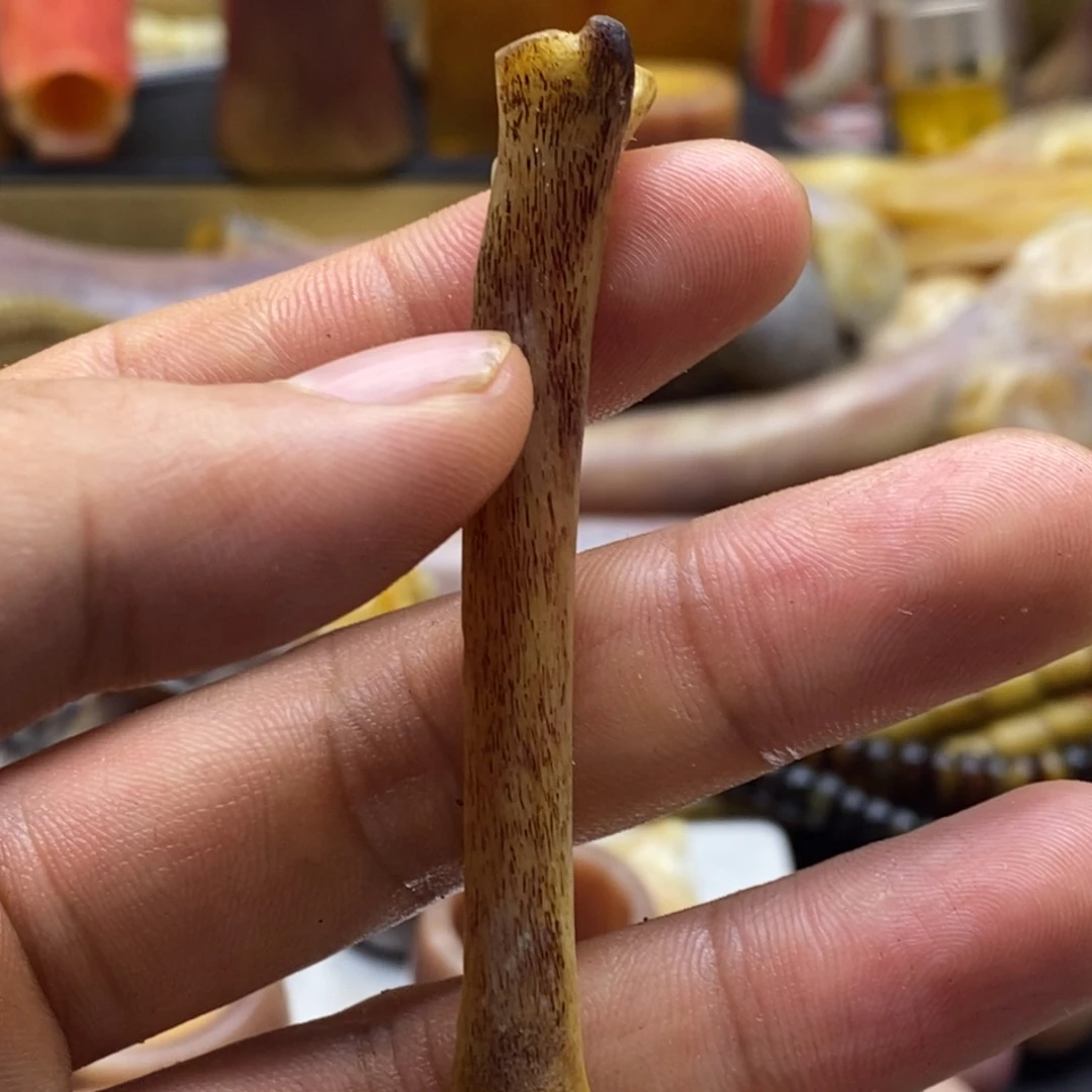 树脂制品树脂骨头一个