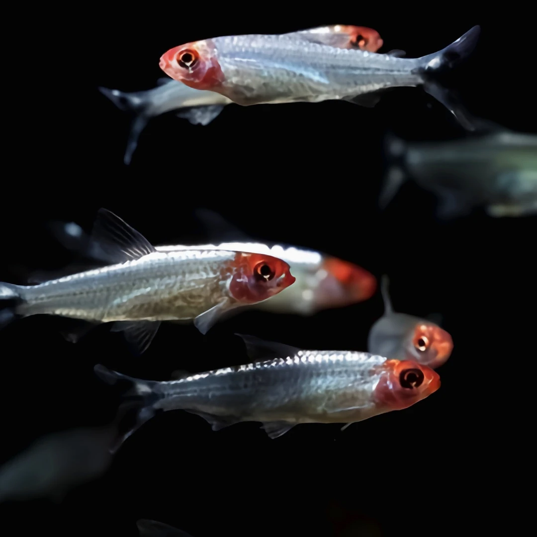 红鼻鱼小型鱼灯科鱼草缸鱼家养小型鱼