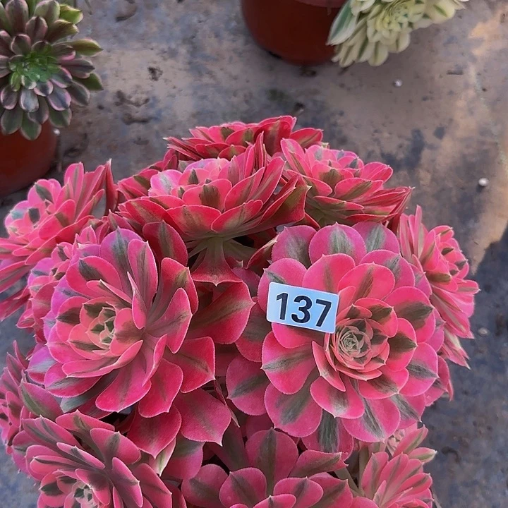 容*姐137粉女巫多肉法师