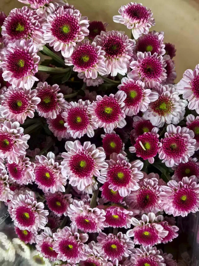 【爱之花】云南鲜花基地现采现发小菊紫妍+粉妍二把包邮