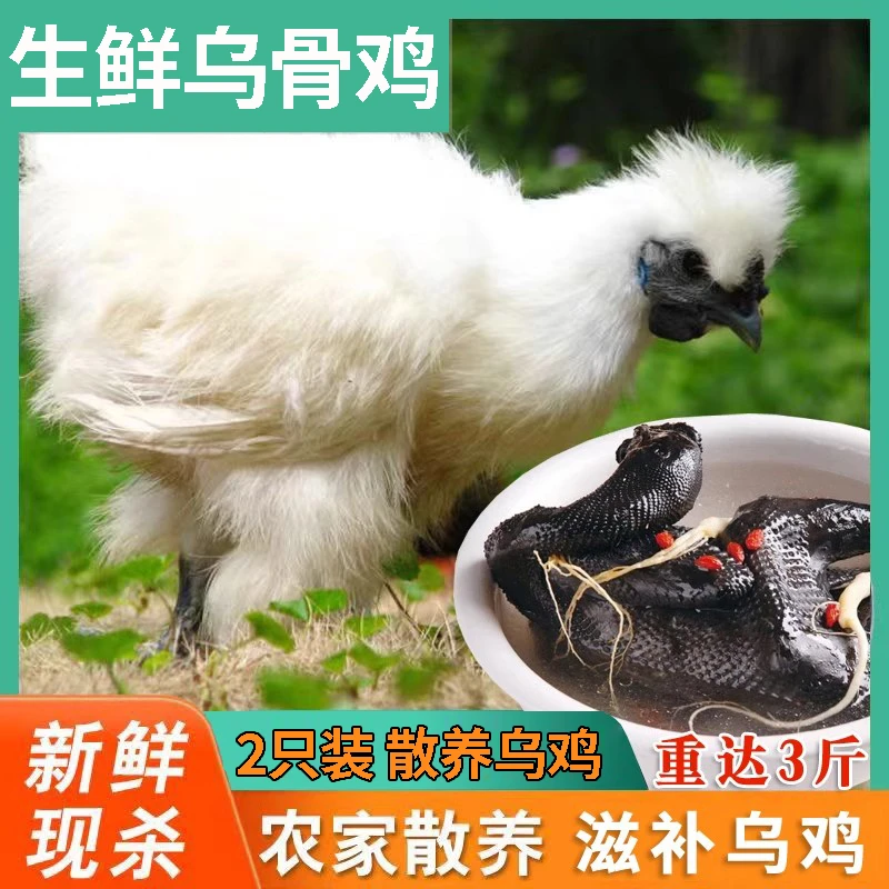 两年白羽乌骨鸡活鸡散养正宗新鲜现杀乌鸡整只正宗土鸡老鸭专卖