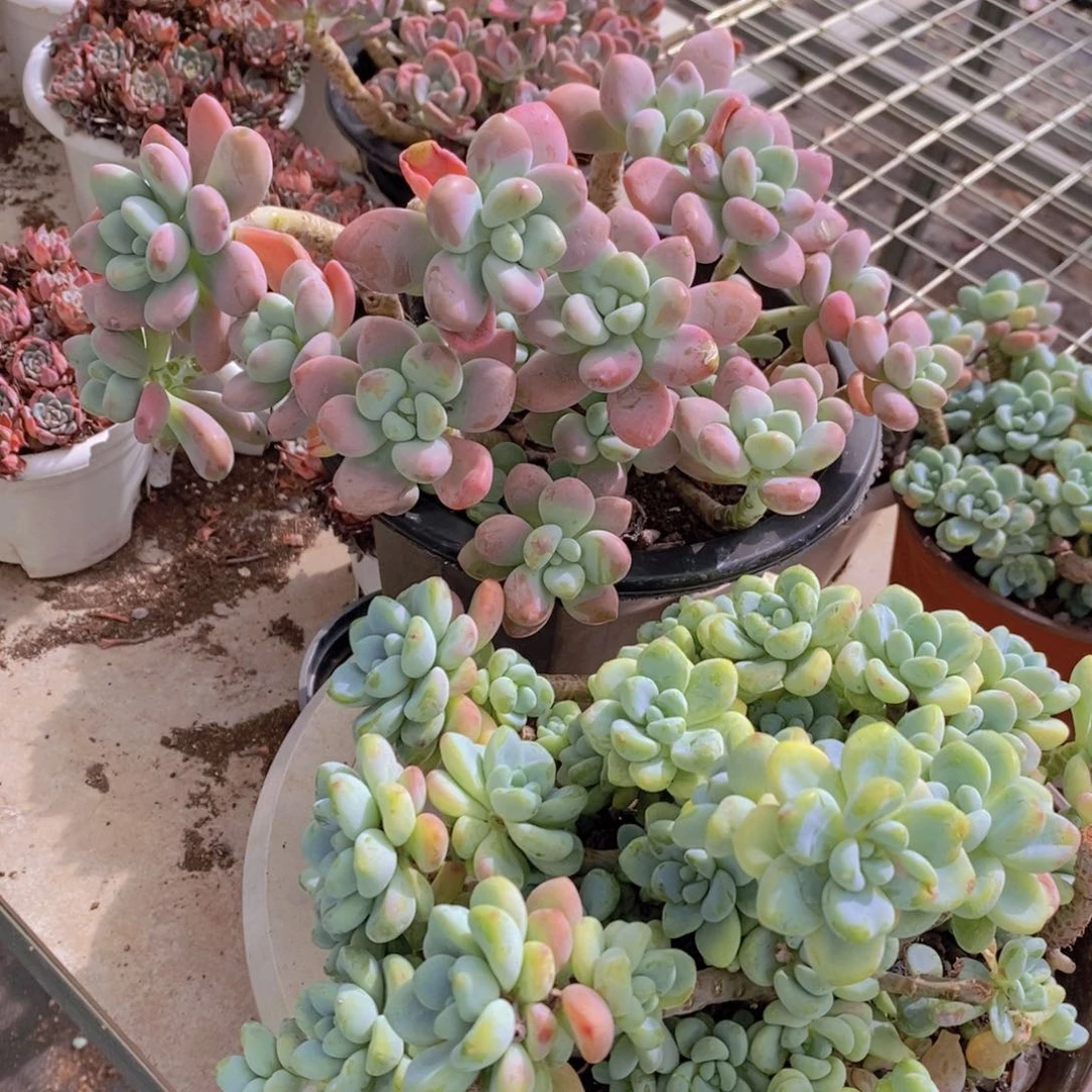 香香劳尔➕樱花洛神 各一盆