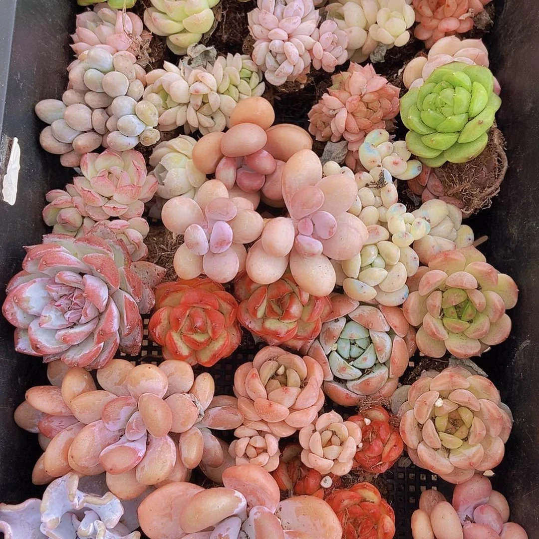 000000000001量拍保底20颗