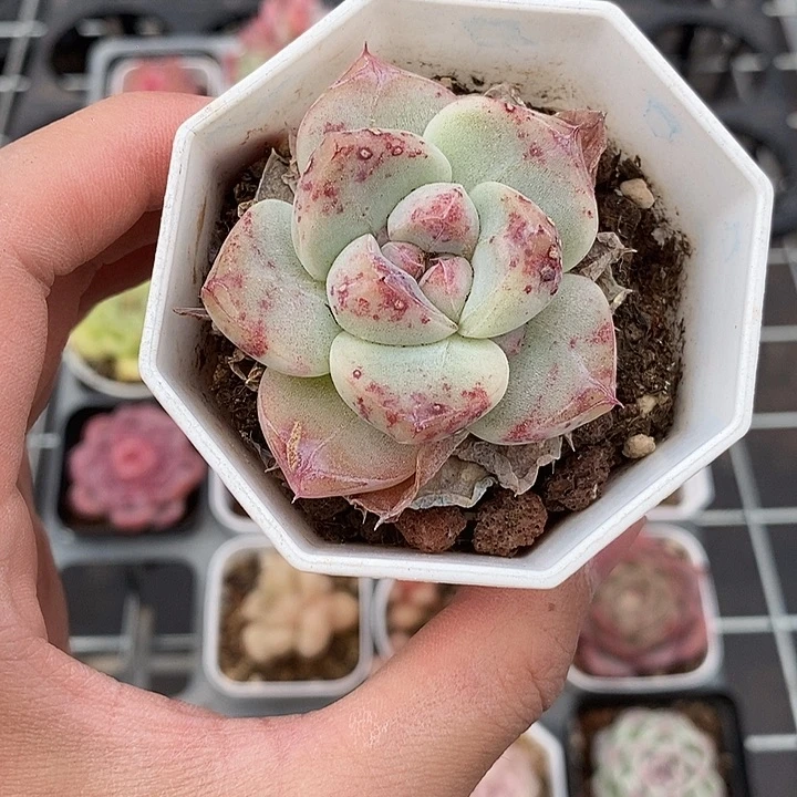 深**漾粉色的小可爱啊81