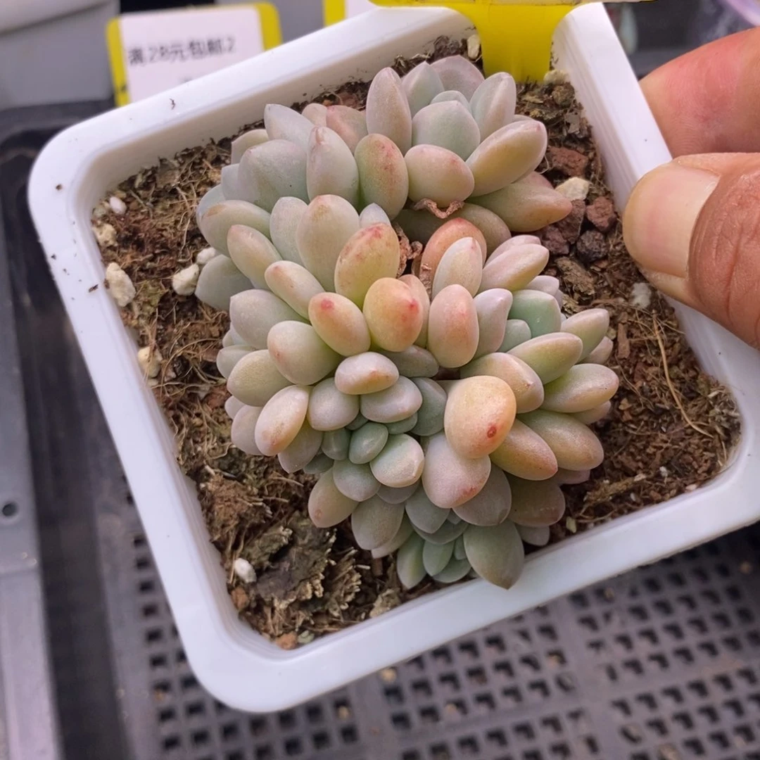 2100白鹭缀，大板子缀