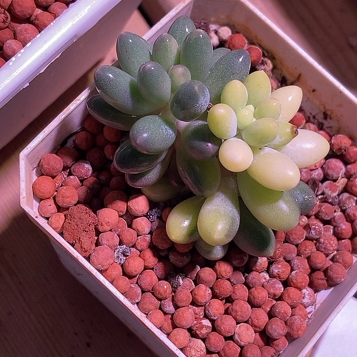 婴儿手指锦多肉植物