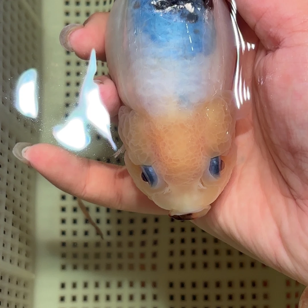 是***)金鱼不拍包装运费到付，拍包装包邮