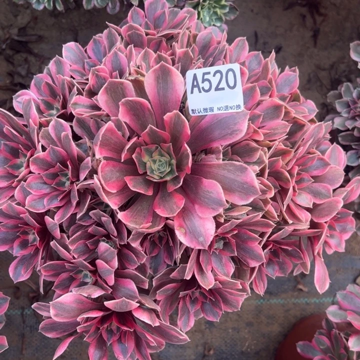 女妖多肉植物520.