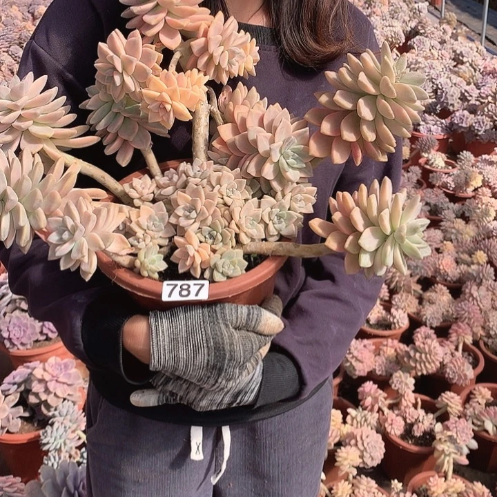 787 淡雪锦 一物一拍