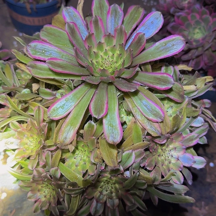 精品粉黛捧花亏本福利