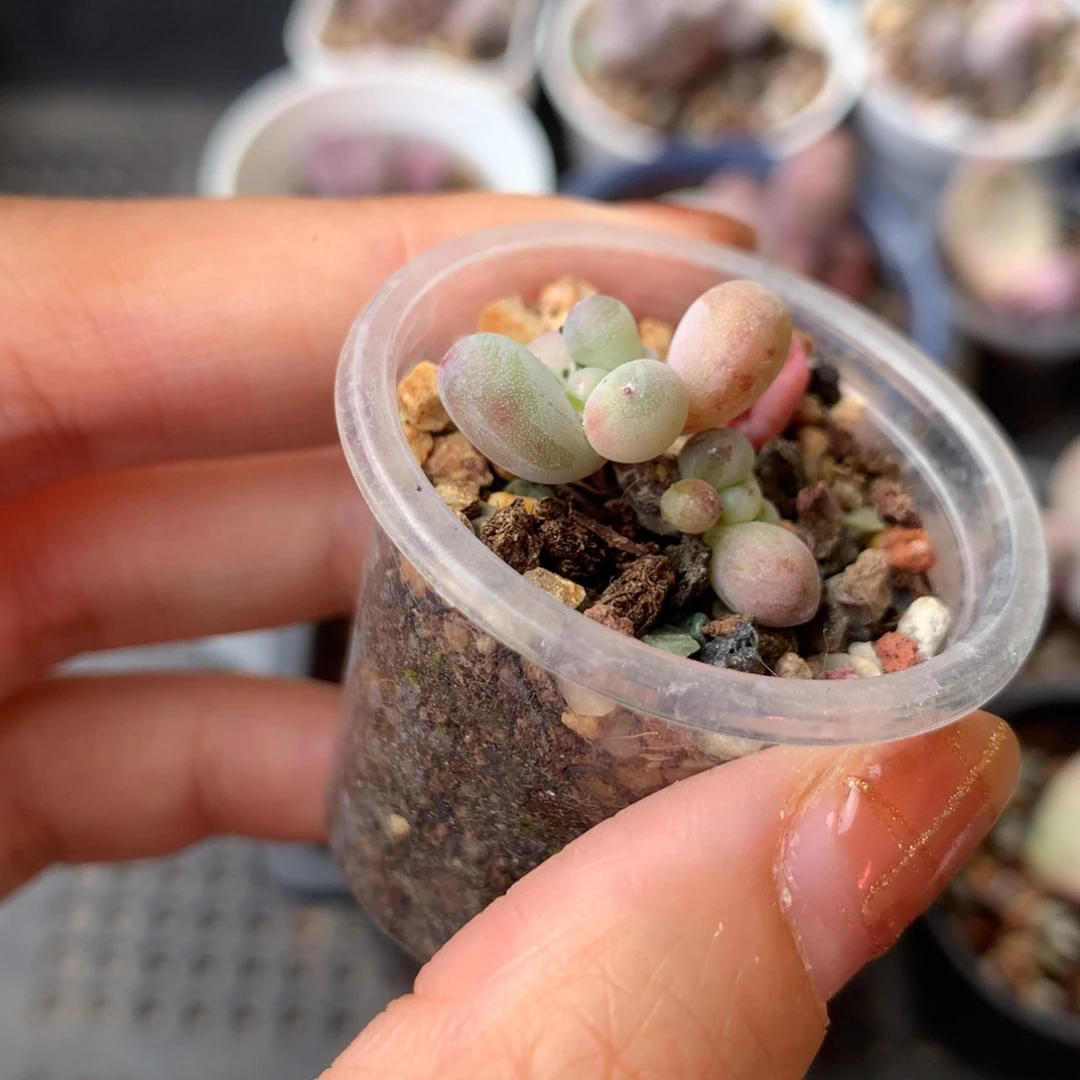 西瓜 瑕疵不售后不满28发到付 发一片叶