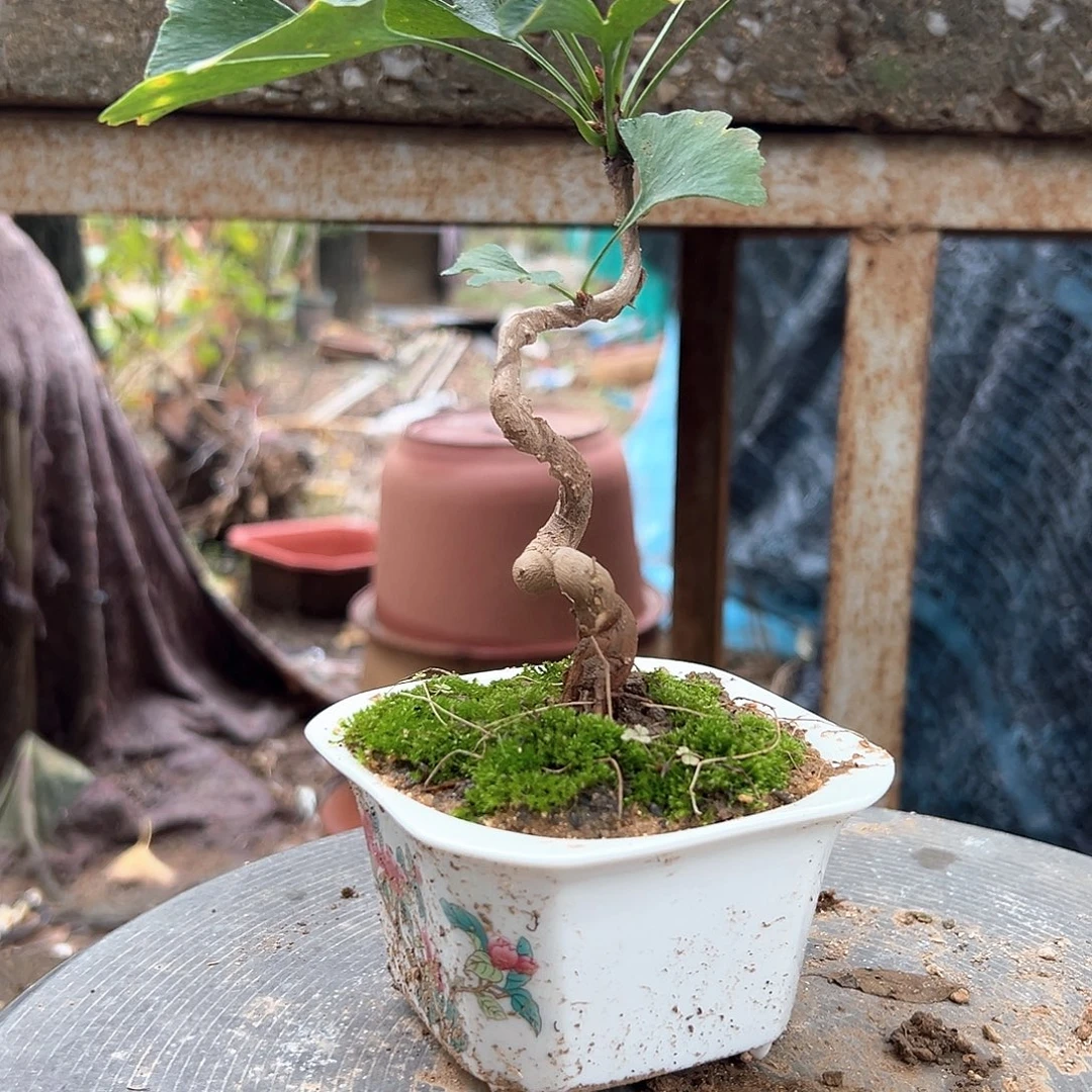 爱***”无花朵银杏盆景带盆