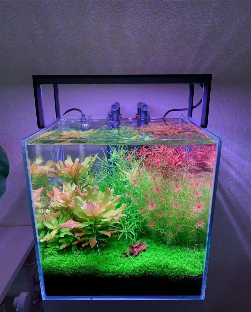30缸造景水草鱼缸专用水草鱼缸装饰造景鱼缸水草植物草缸鱼缸套餐