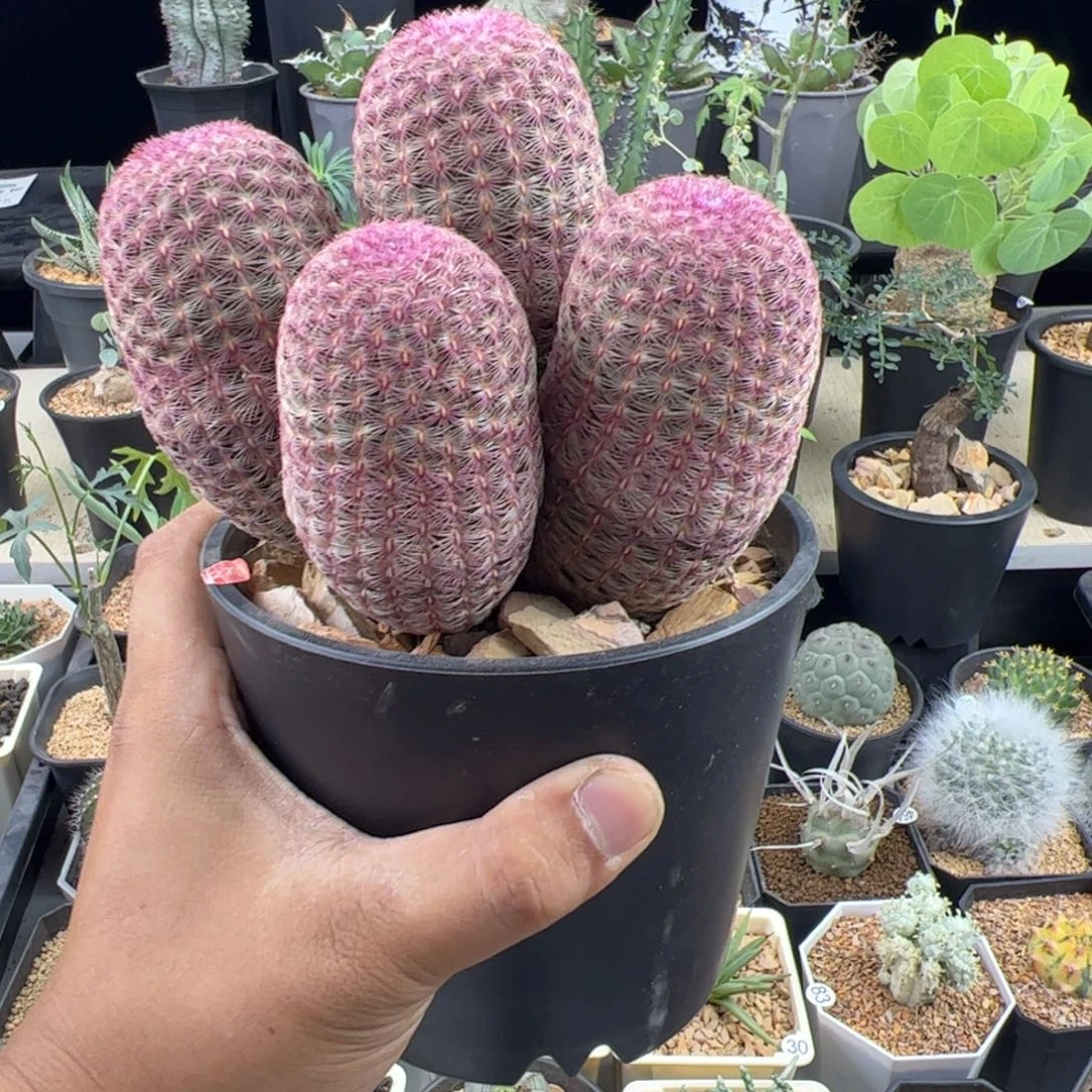 红太阳群一物一拍脱土发