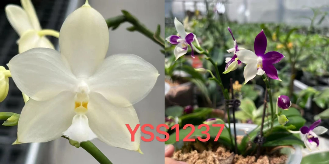 yss1237 3寸 开花株 瑕疵 鲜花绿植