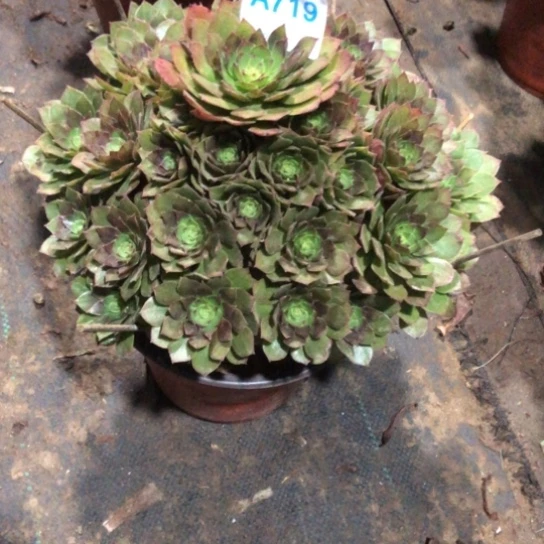 半***过无花朵桃花石法师多肉植物719号