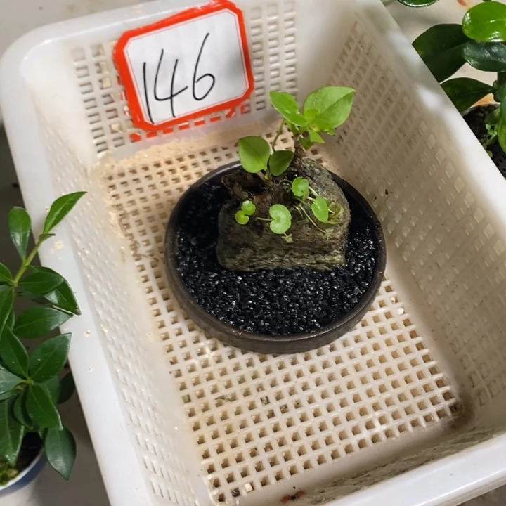 小***～退款拉黑一物一拍146