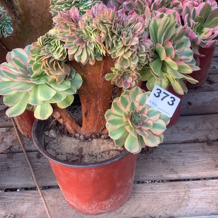 373雨荷缀多肉法师