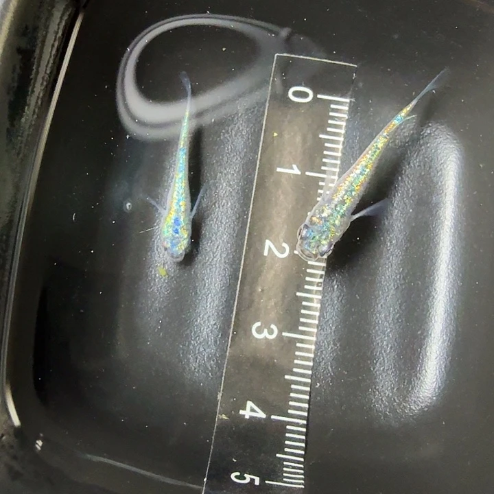 青鳉鱼观背青鳉一物一拍196号