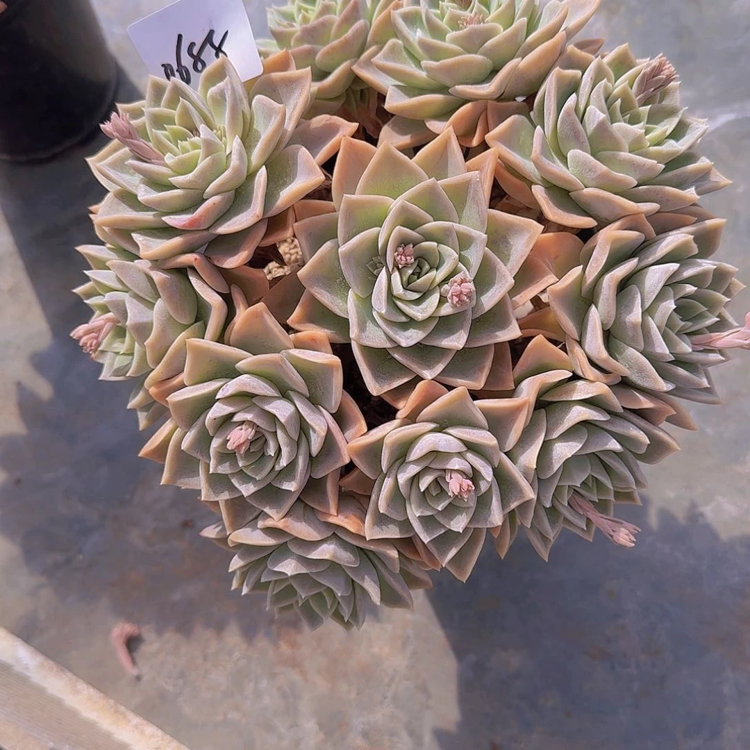 莲****60688哈利多肉植物