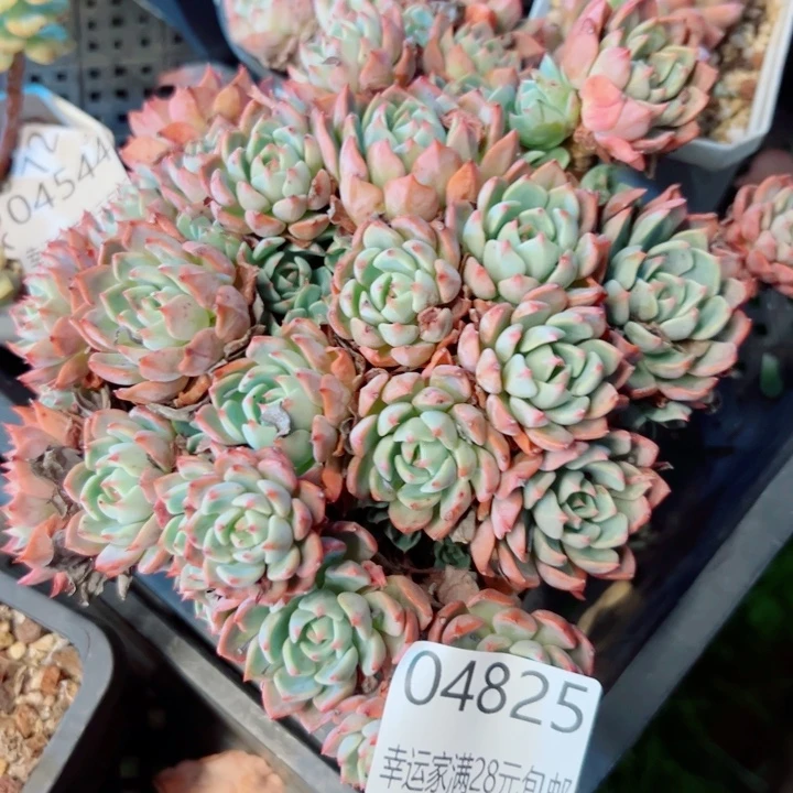 幸运的是我还没遇到你的