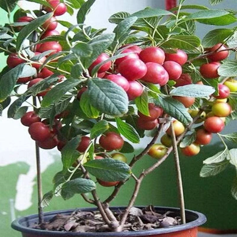 钙果苗山西果树苗酸甜大果耐寒抗旱盆栽庭院种植果苗