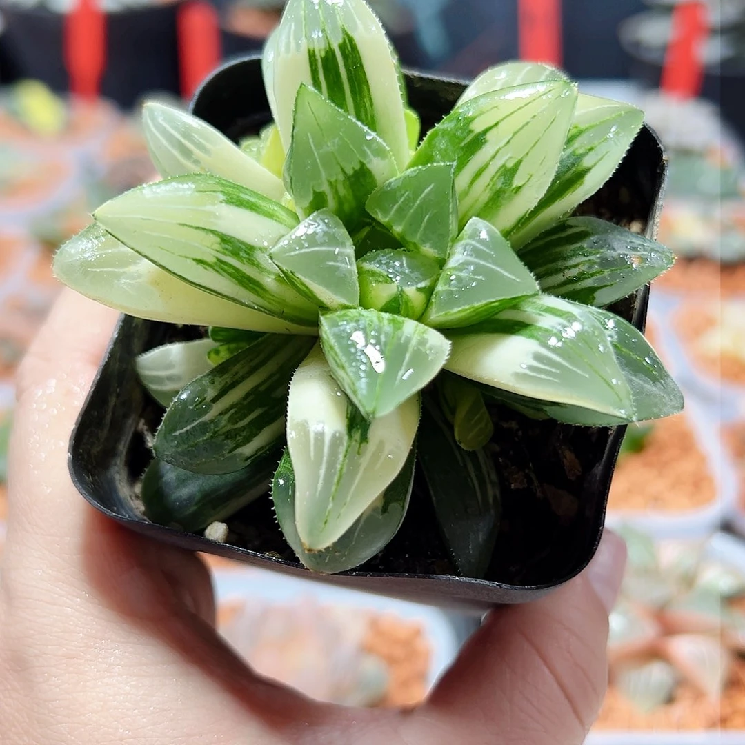 十二卷多肉姬寿锦