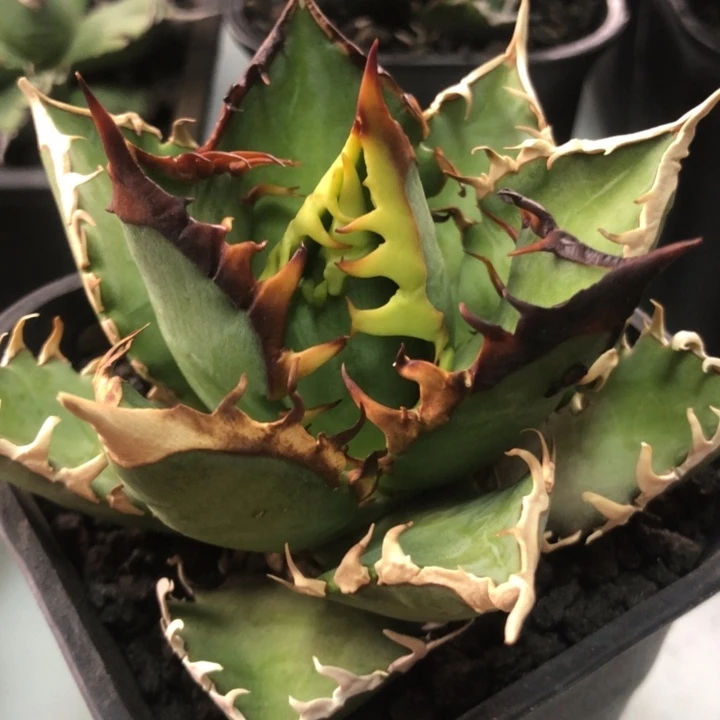 红猫仁王冠龙舌兰