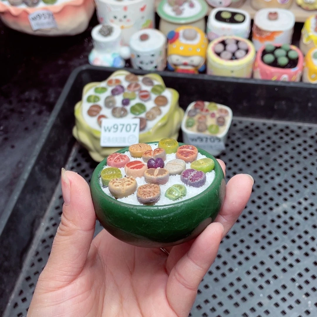 w9710 -零下地区拍保温箱-15支持寄养