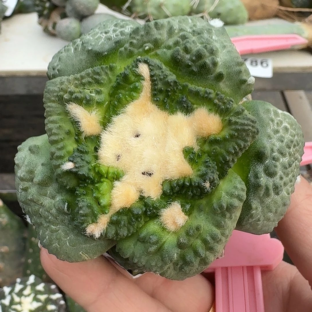 启***程无花朵大尤哥斯拉牡丹691