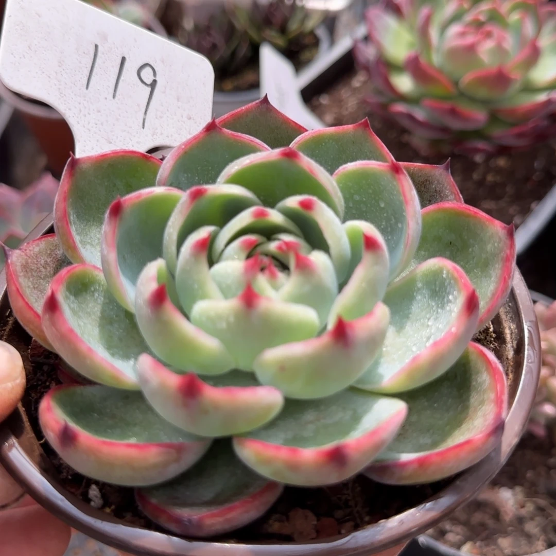 玫瑰惊鸿一物一拍包装收缩花旱119