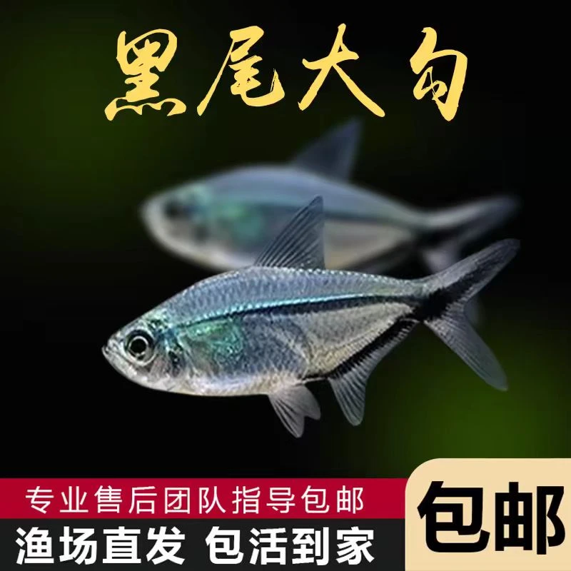 黑尾大勾群游鱼草缸小型活体热带观赏鱼种鱼天使红大勾扯旗灯科鱼