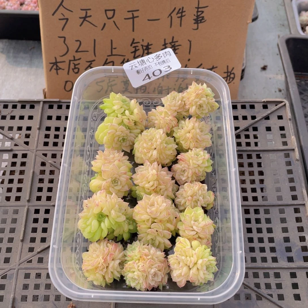 云糖心多肉植物403