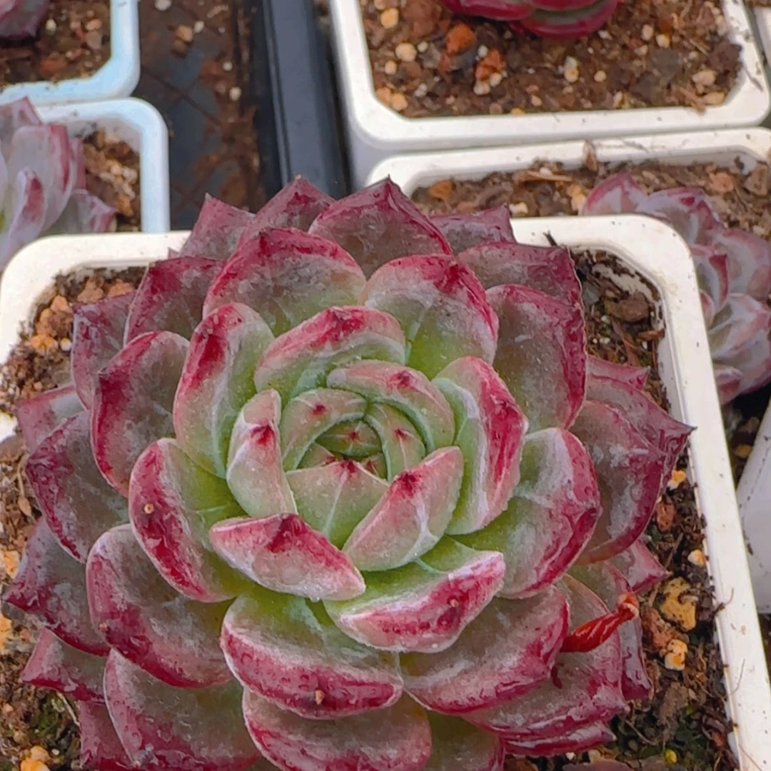 【闪购商品】精控玉钻