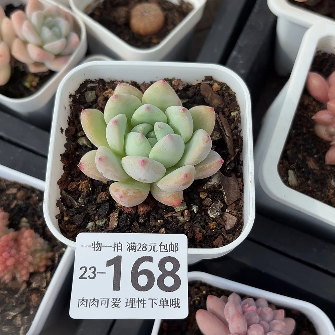 望舒无盆土发货无