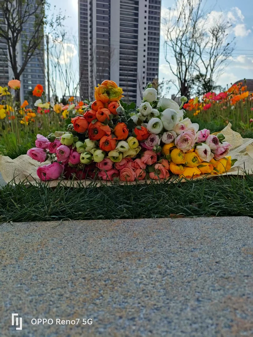 洋牡丹鲜切花云南直发家用插花水培花束鲜花蝴蝶风铃