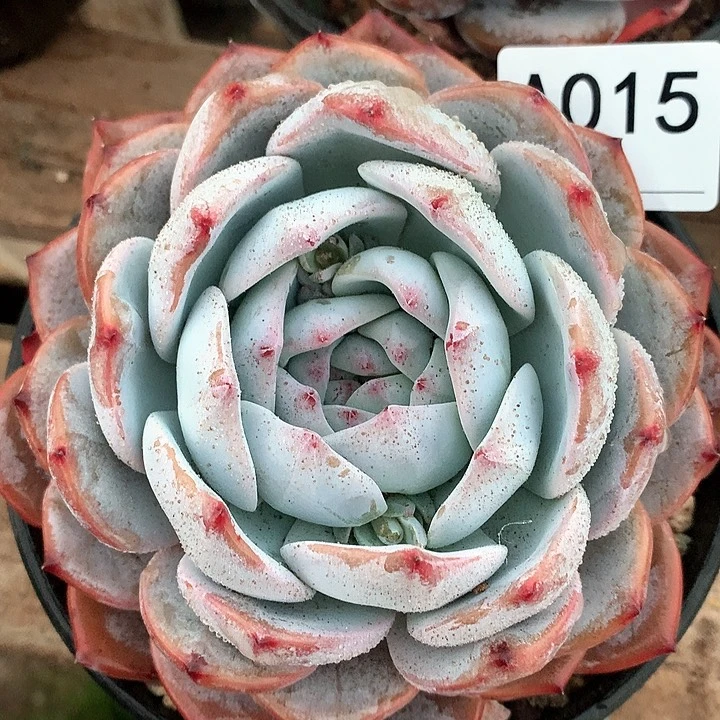 用****9梦卡A015号lll