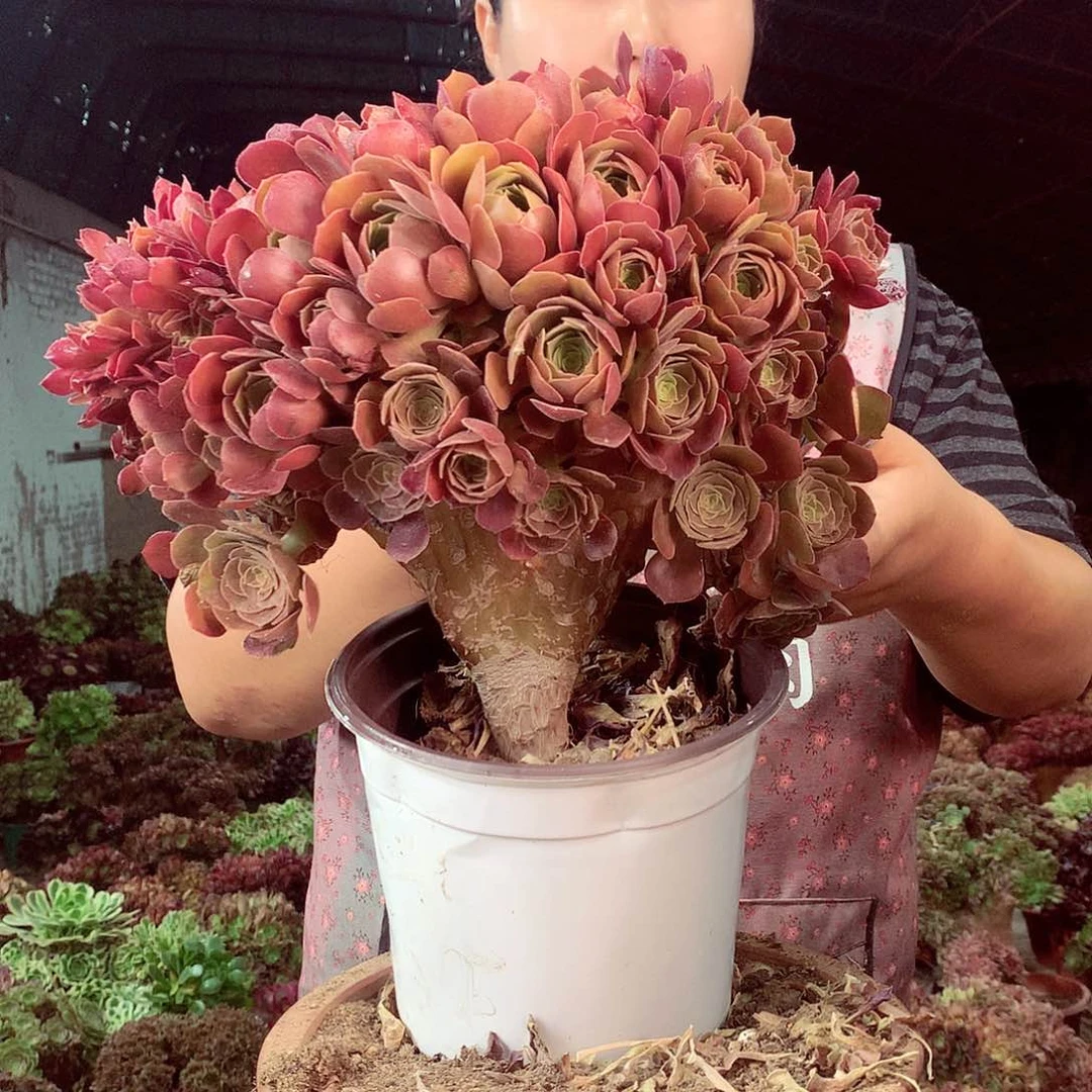 无花朵邹*柒哥多肉法师不包侧断枝723