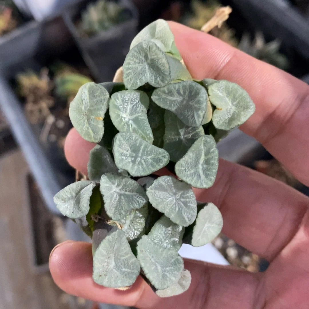 2601 一颗实生中空明湖万象 福利