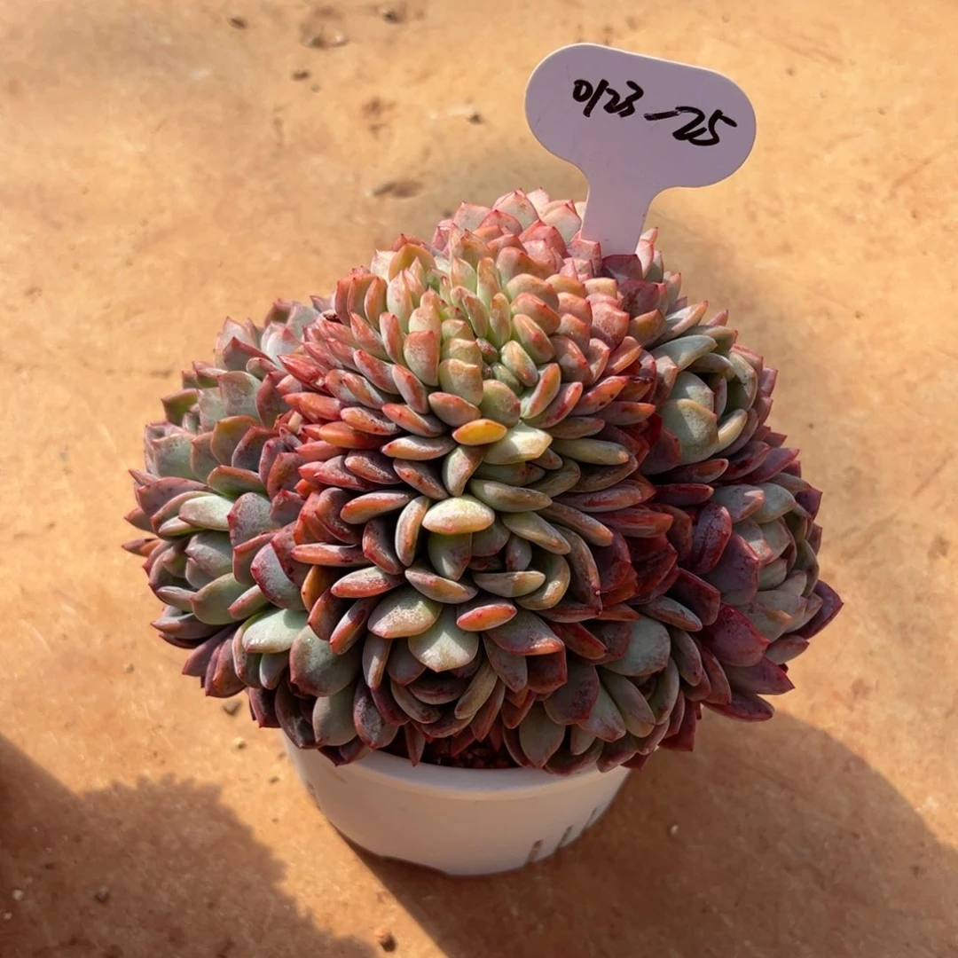 用****20123-25全明星缀化