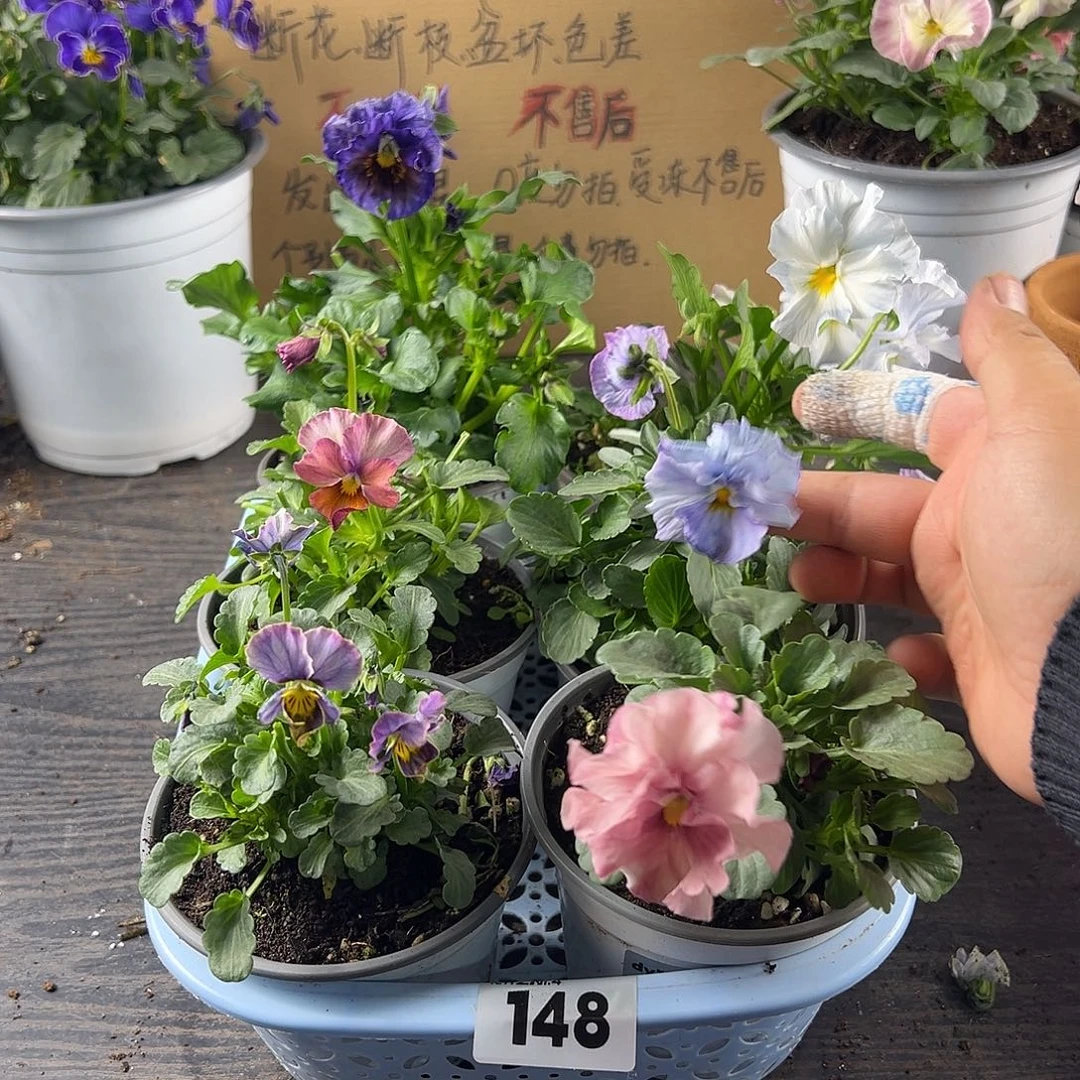 大部分花苞少量开放148号