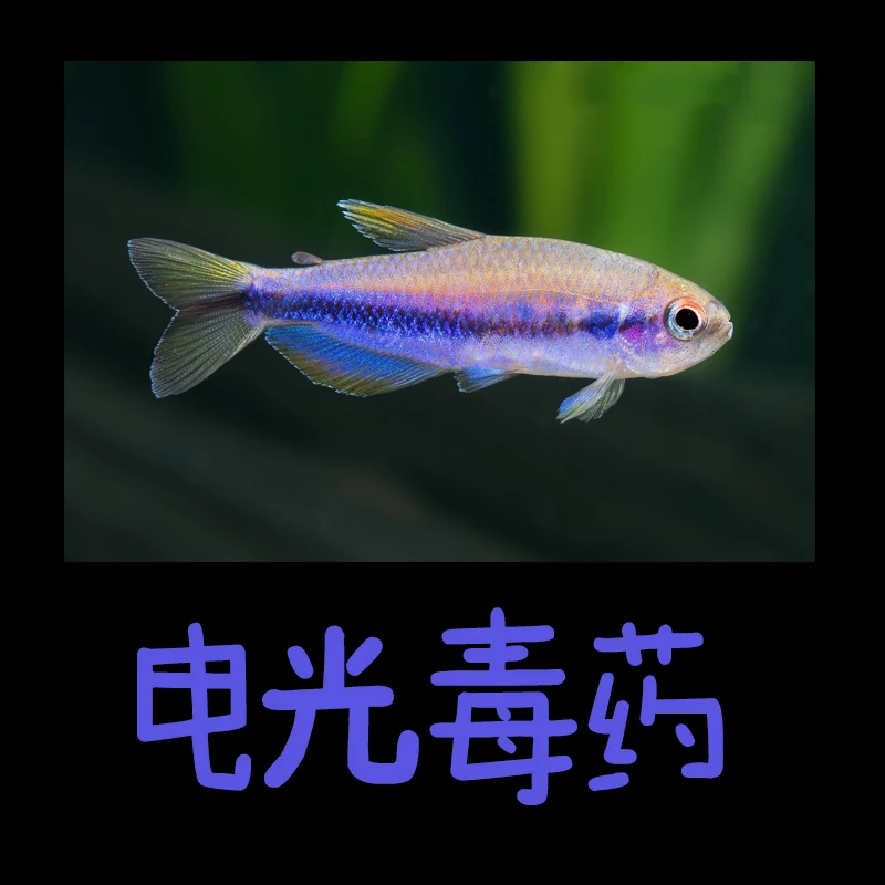【电光DY】灯科鱼观赏鱼孔雀鱼解读