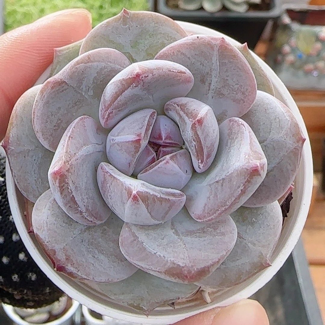 多肉0807-72石榴籽星影