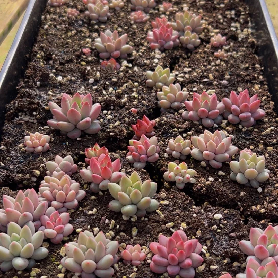 719多肉葡萄的价格是