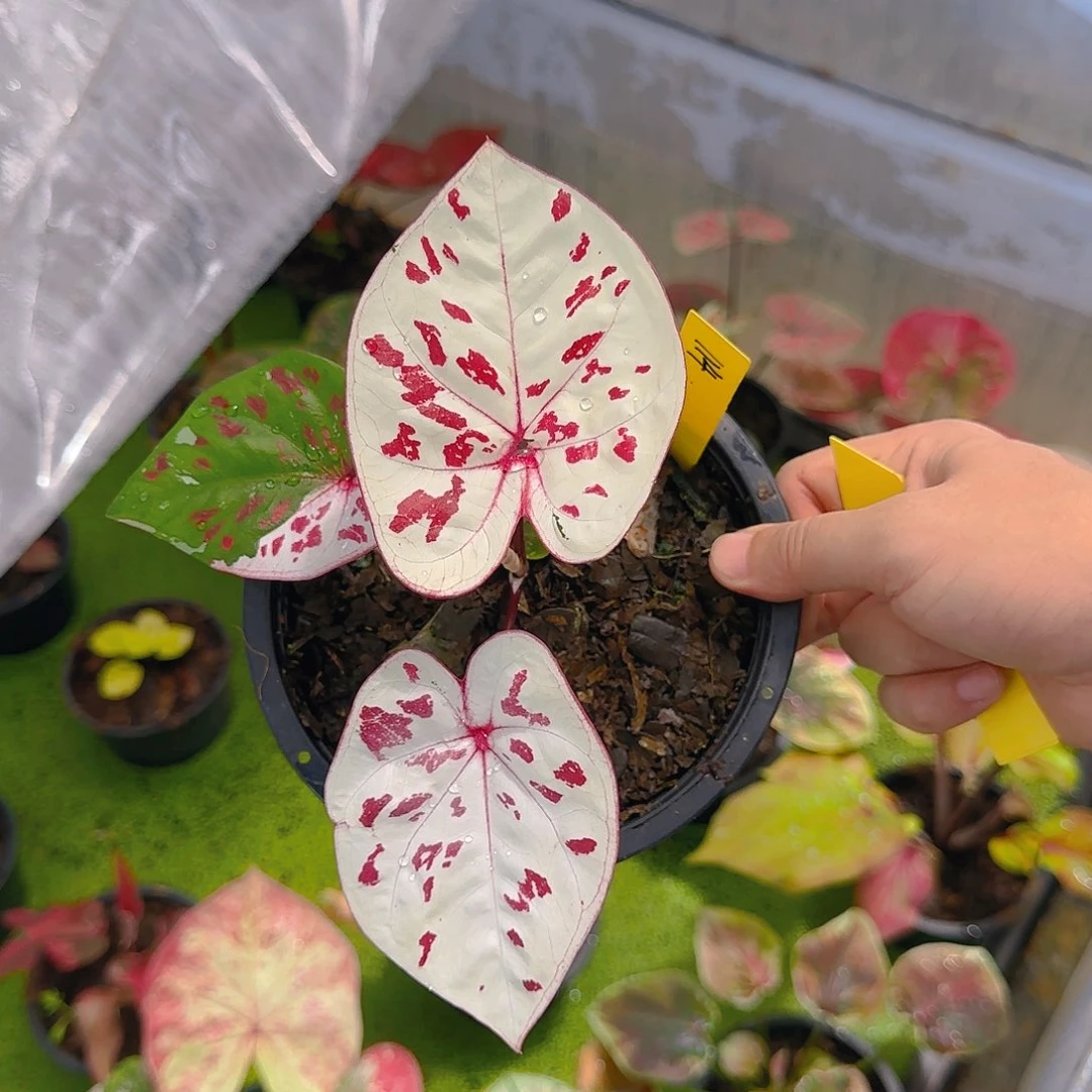 ʕ****114-0609泰国发货龟仙岛