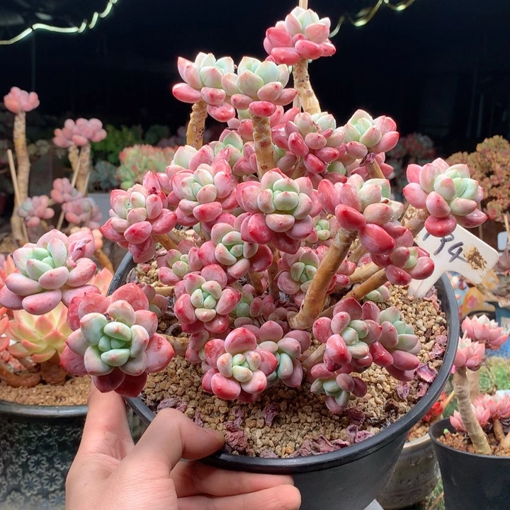 无花朵多肉植物一物一拍194