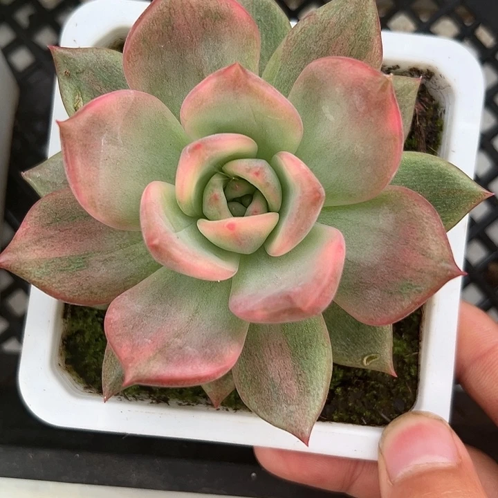 卡梅拉锦多肉植物