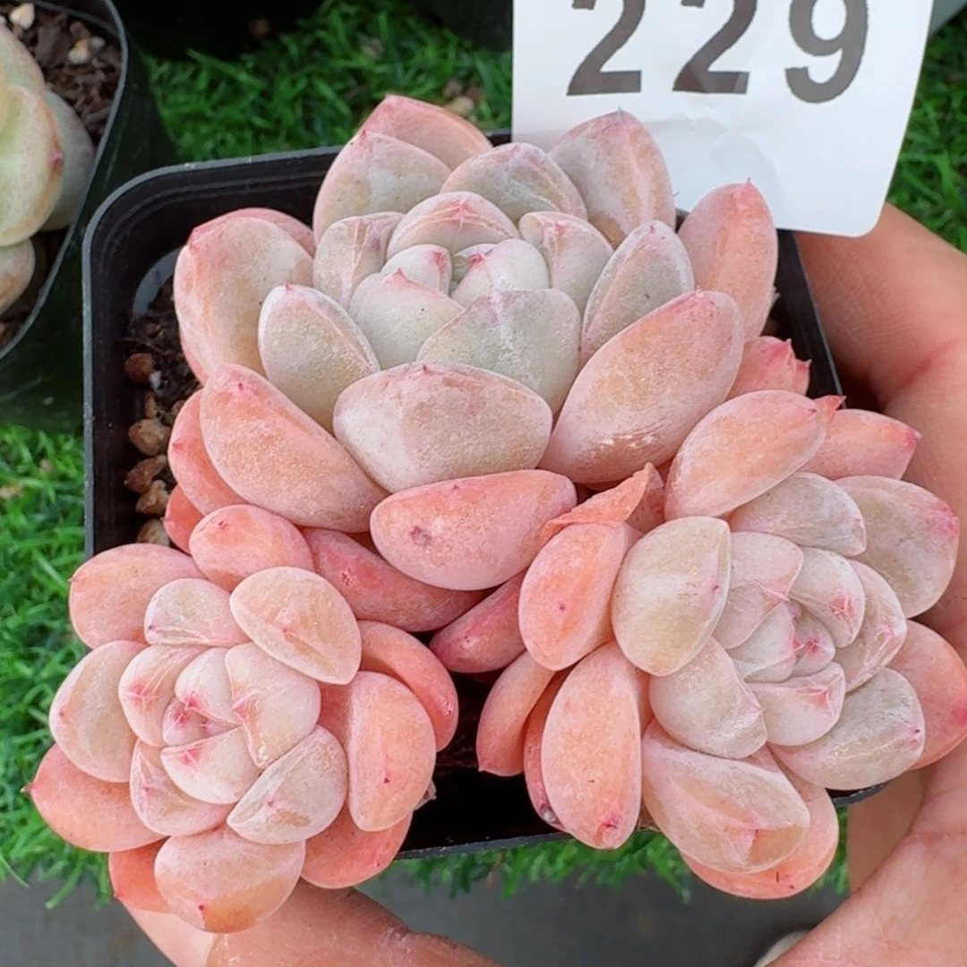 刚毅群生         精品多肉